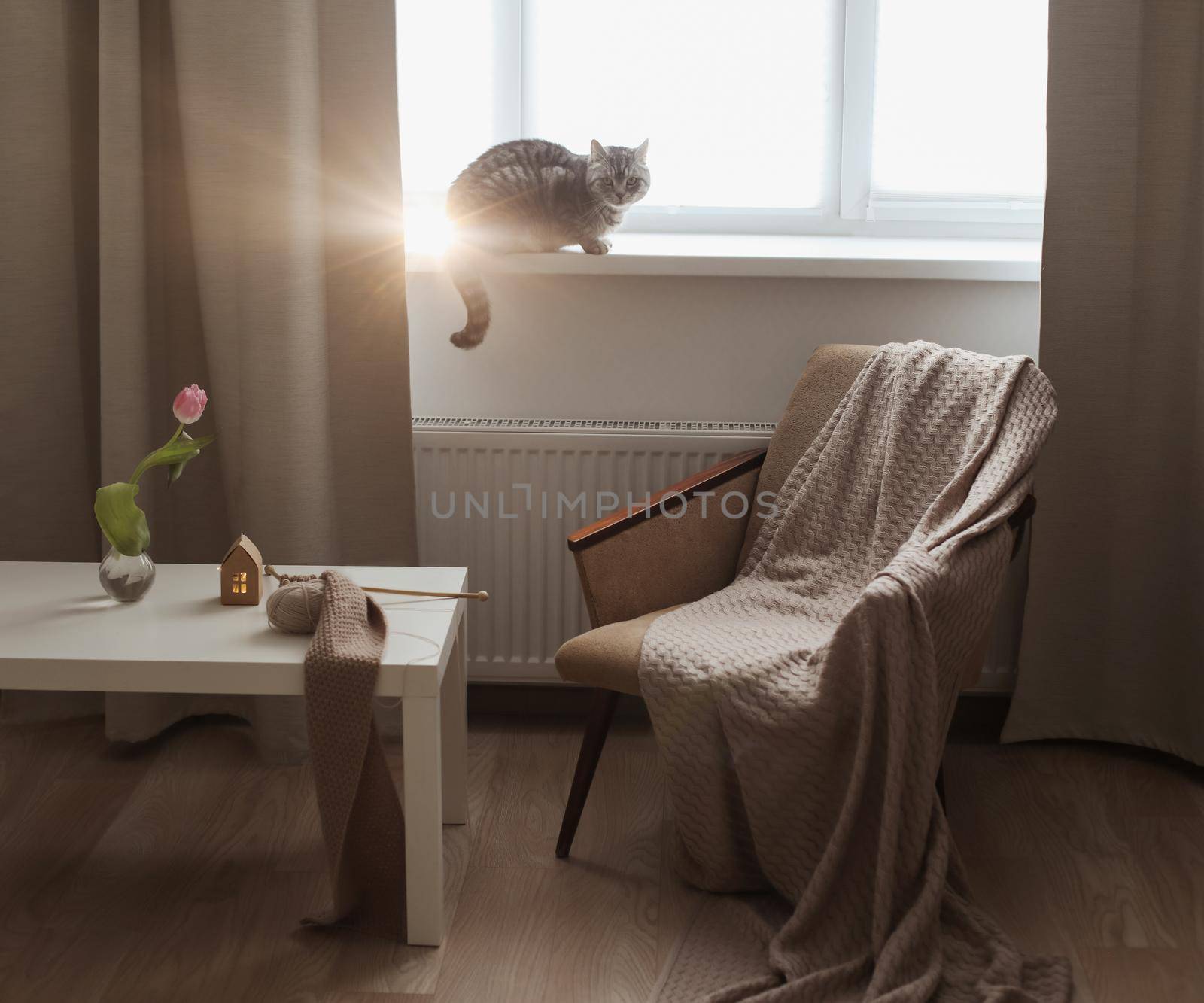 cozy home atmosphere with a scottish straight cat with funny looking. Cat Portrait. Cute cat indoor shooting