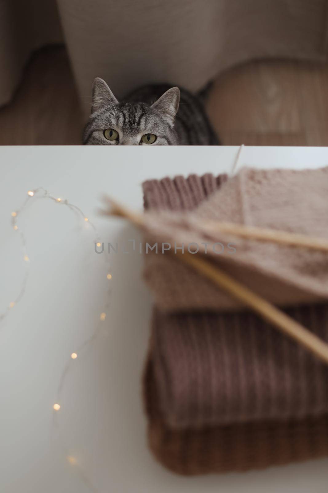 cozy home atmosphere with a scottish straight cat with funny looking. Cat Portrait. Cute cat indoor shooting