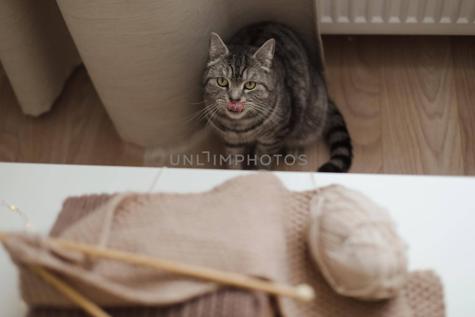 cozy home atmosphere with a scottish straight cat with funny looking. Cat Portrait. Cute cat indoor shooting