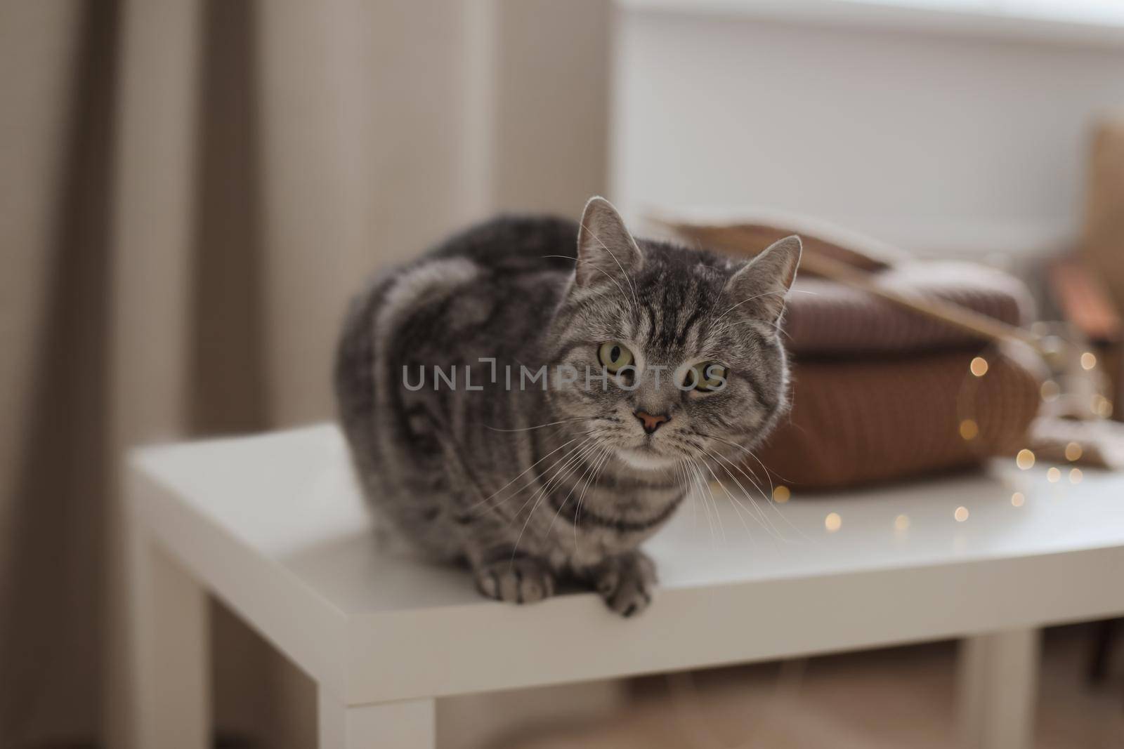 cozy home atmosphere with a scottish straight cat with funny looking. Cat Portrait. Cute cat indoor shooting