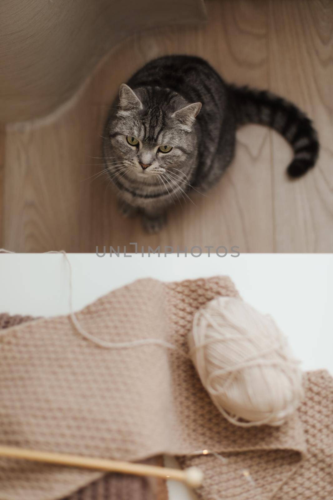 cozy home atmosphere with a scottish straight cat with funny looking. Cat Portrait. Cute cat indoor shooting