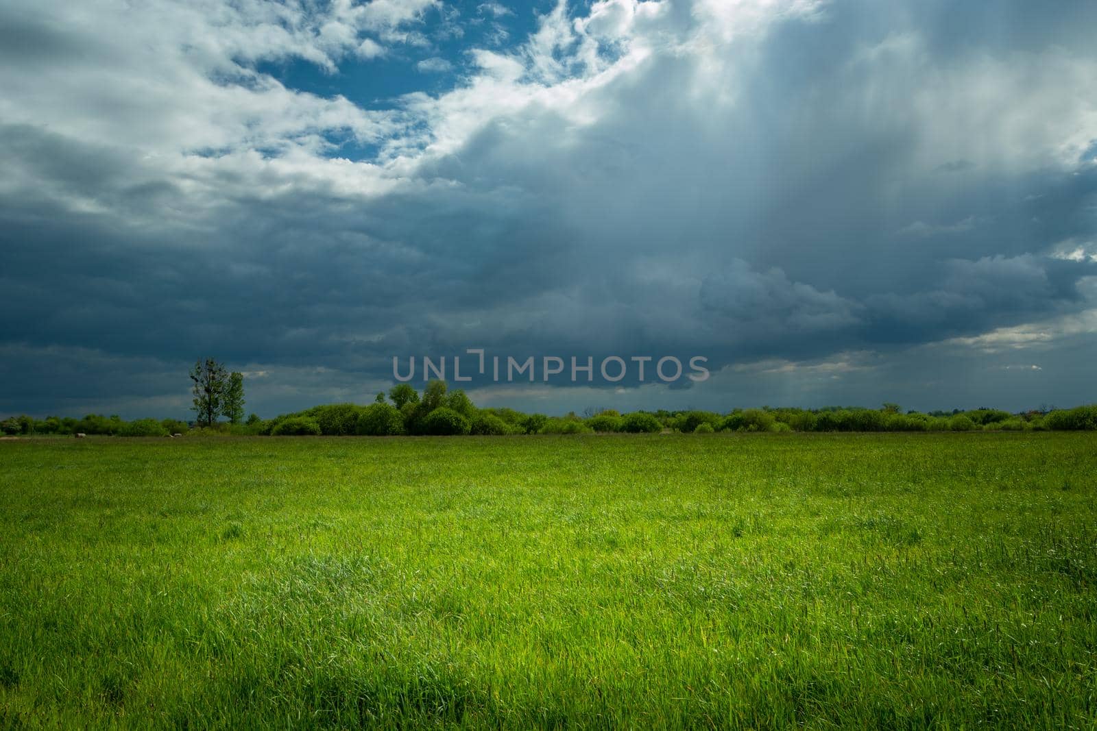 Green meadow and cloudy sky, spring landscape, Nowiny, Poland