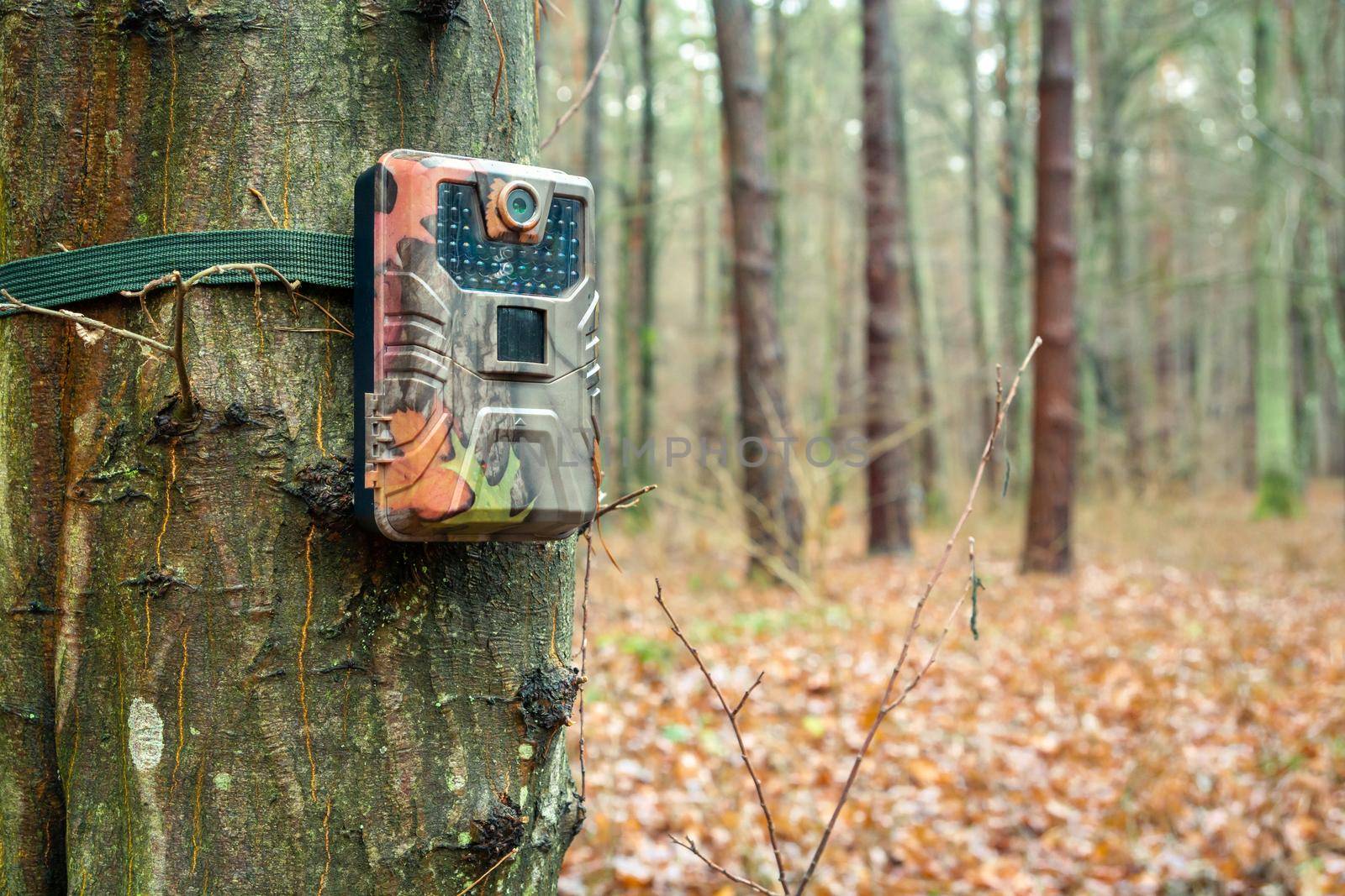 Camera trap on a tree in the forest by darekb22