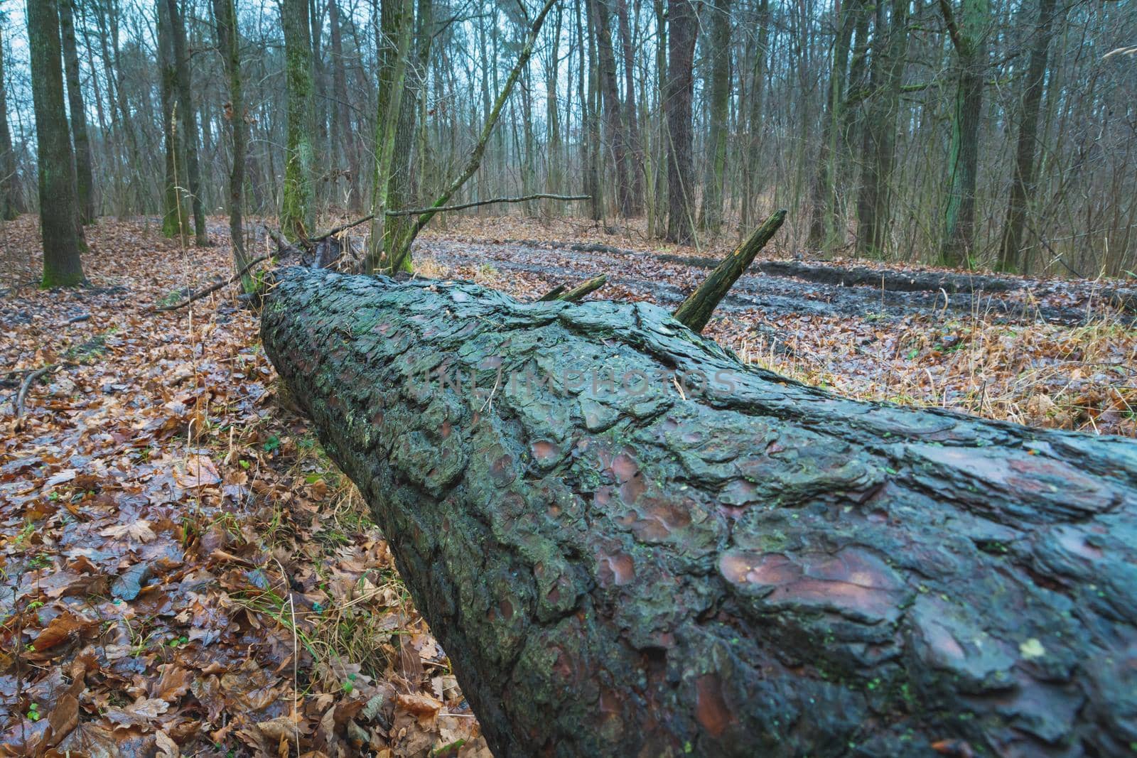 A lying tree in the autumn forest, Nowiny, Poland