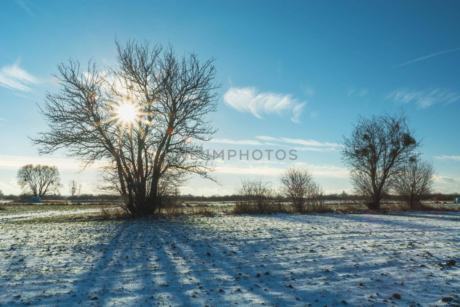 The sun behind the tree in the field, winter view, Nowiny, Poland