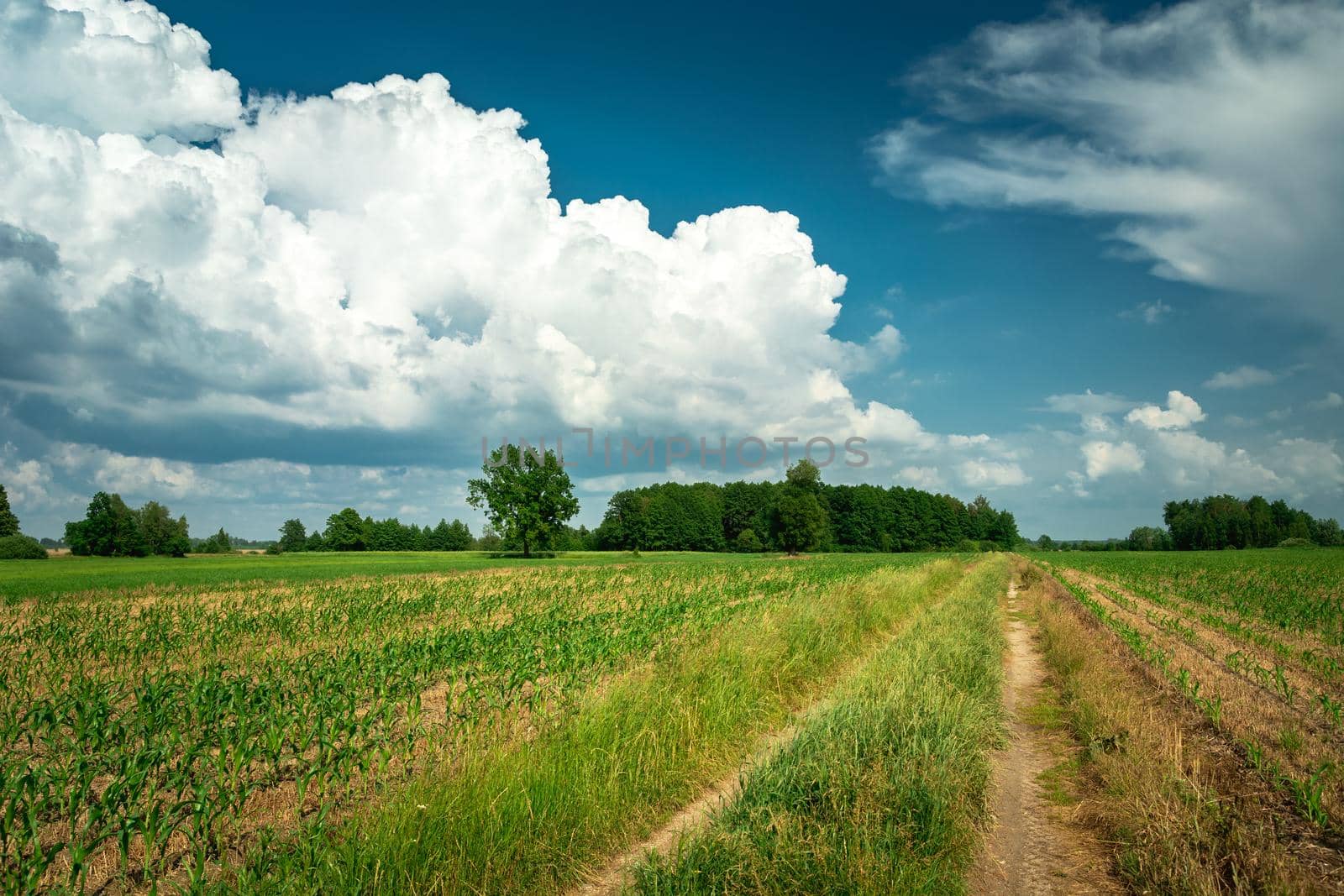 Dirt road through the fields and white cloud on the sky, Nowiny, Poland