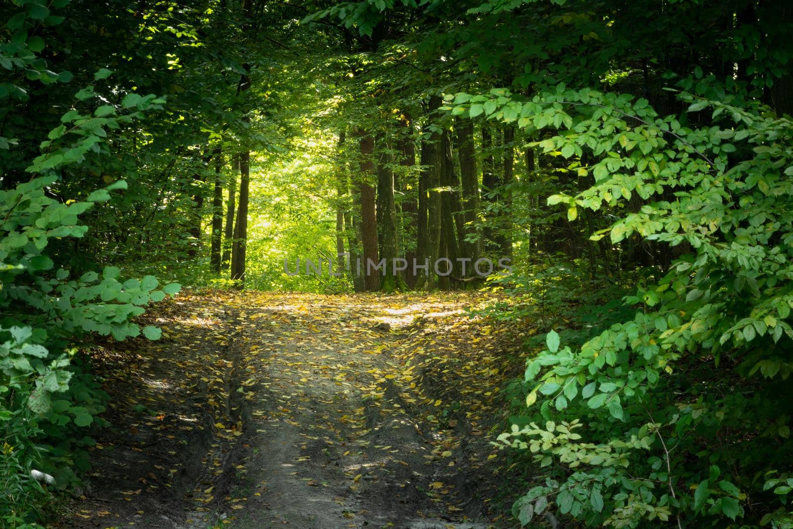 Sunlight in the forest alley, view on a summer day