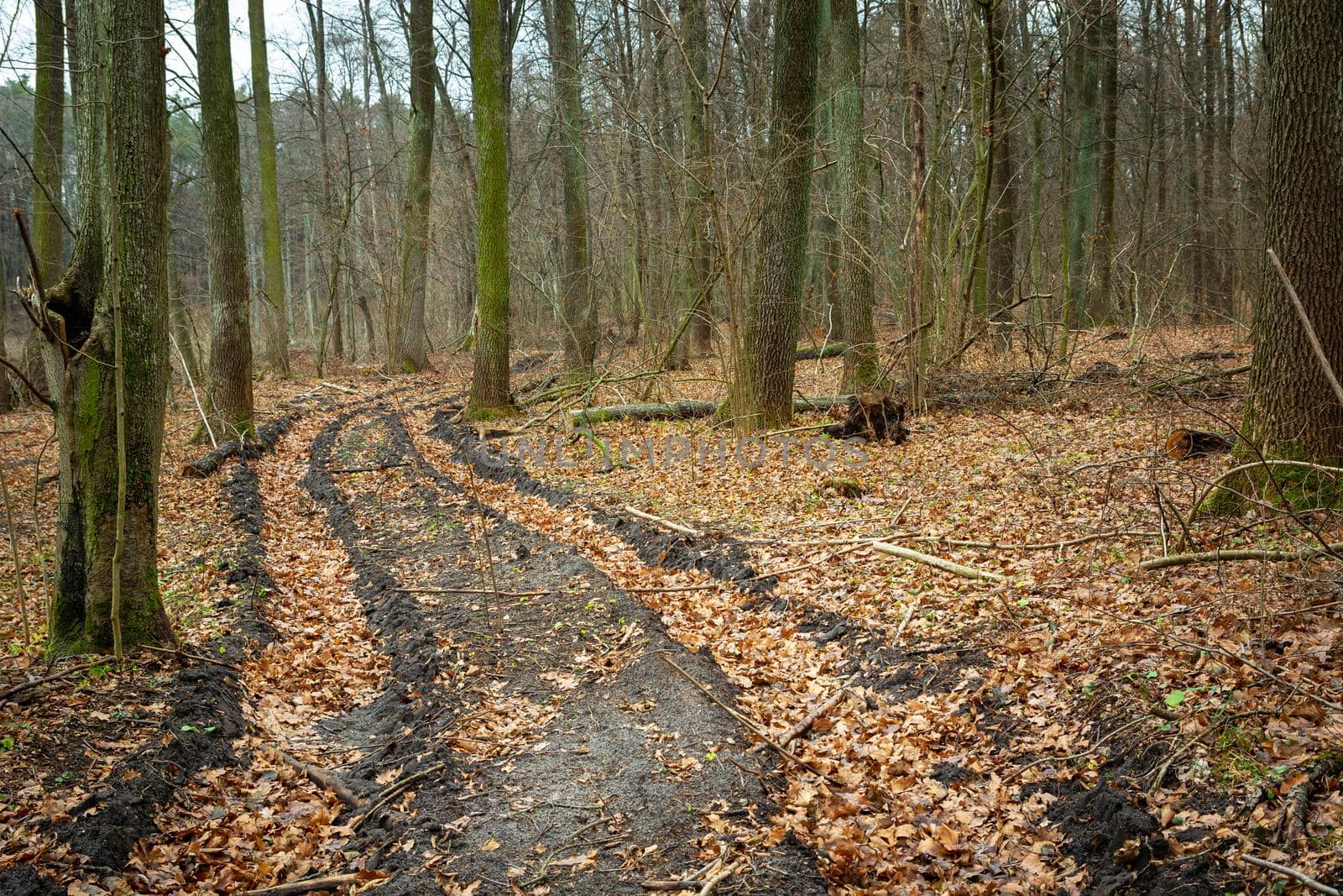 The road through the forest and fallen leaves, Nowiny, Poland