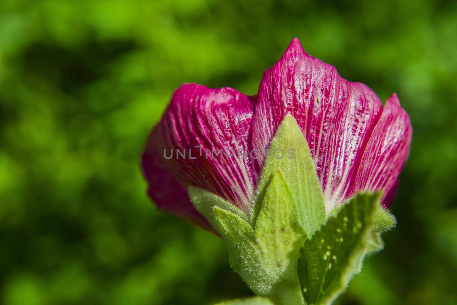 Mallow flower in close-up on a green background, summer view