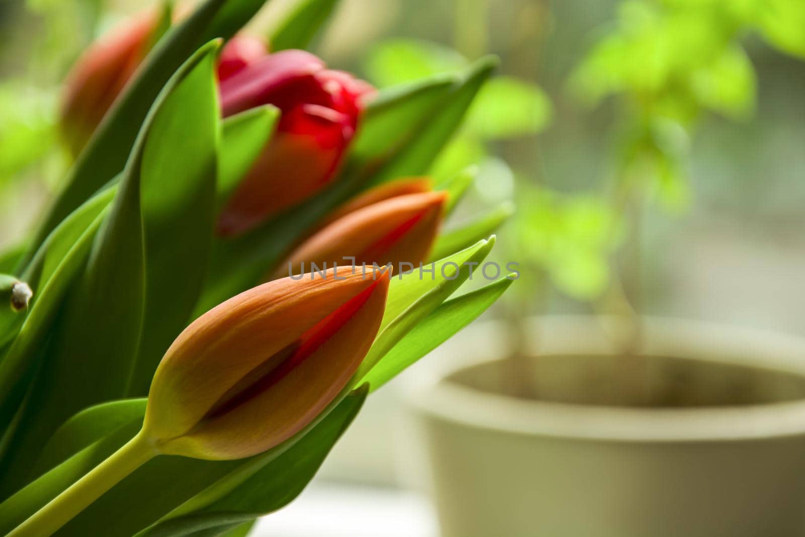 Close up of a bouquet of fresh tulips by darekb22