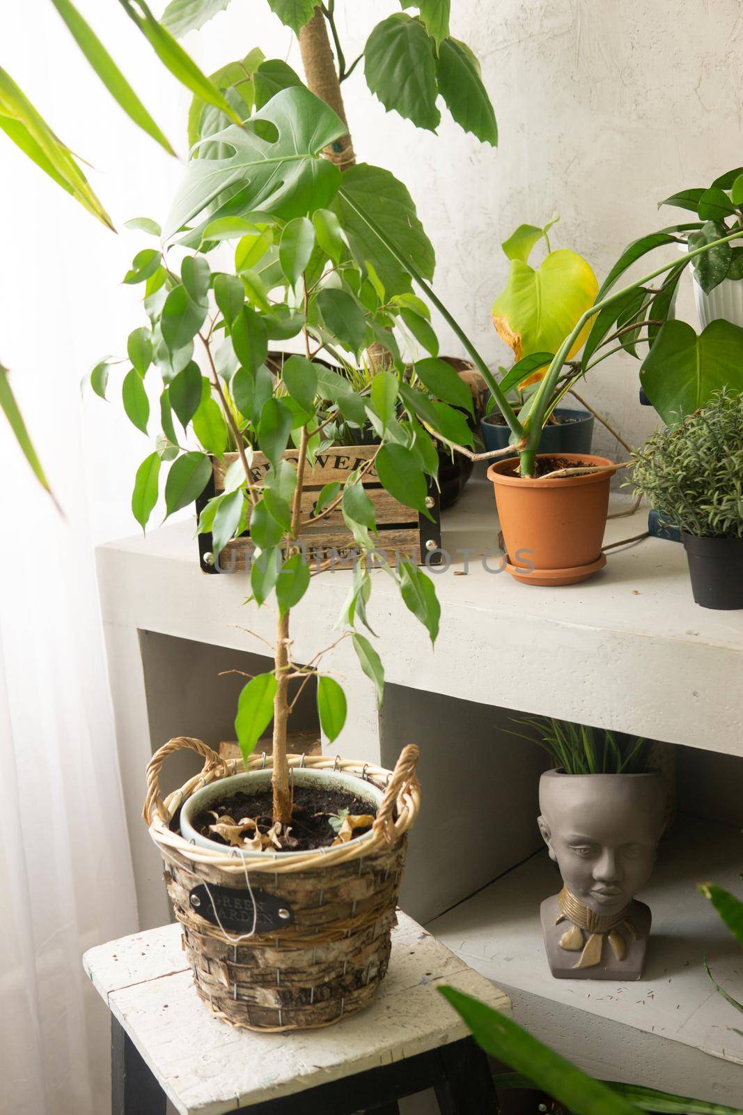 A fragment of the interior with a variety of indoor plants and plaster sculptures. Urban jungle concept. Biophilia design