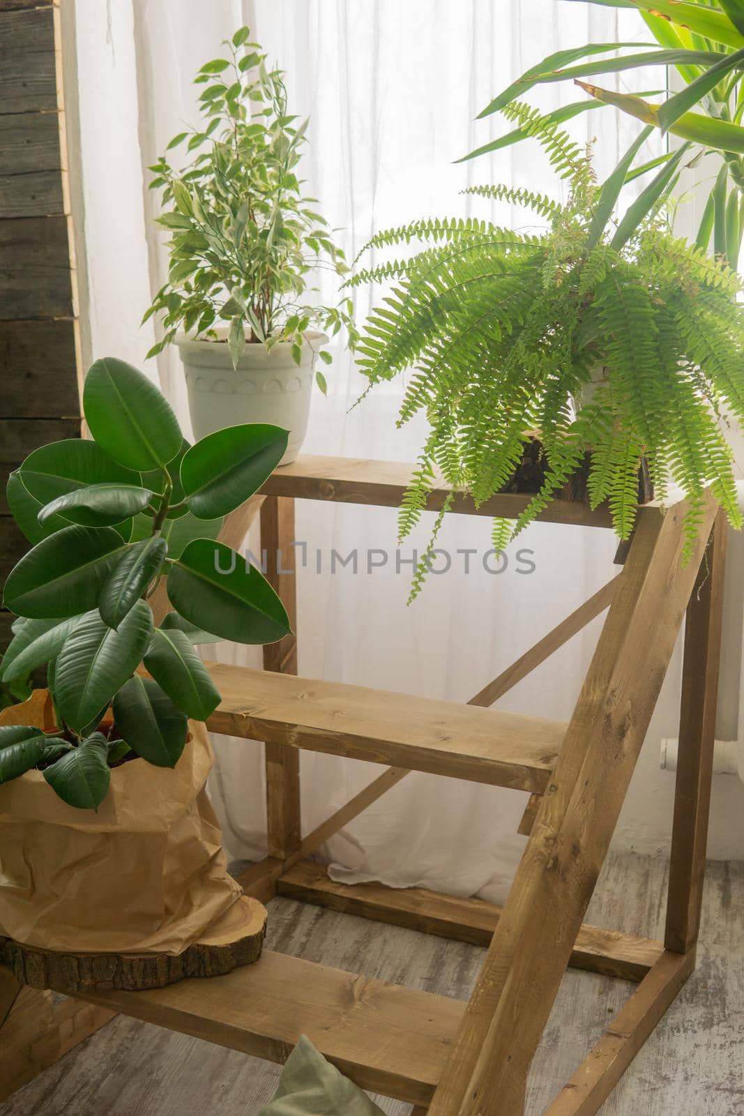A fragment of the interior with a variety of indoor plants. Urban jungle concept. Biophilia design.