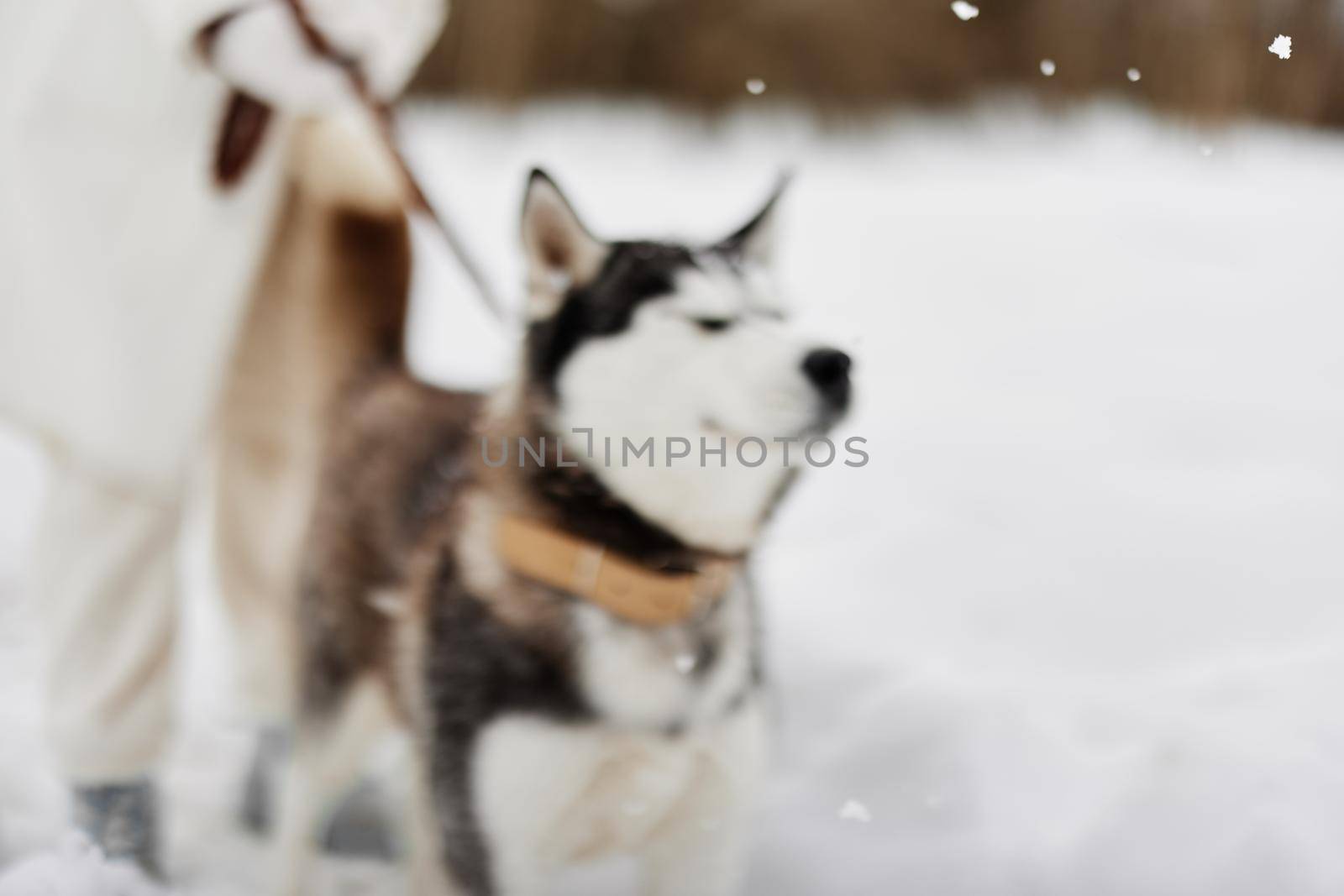 young woman with husky winter landscape walk friendship Lifestyle by SHOTPRIME