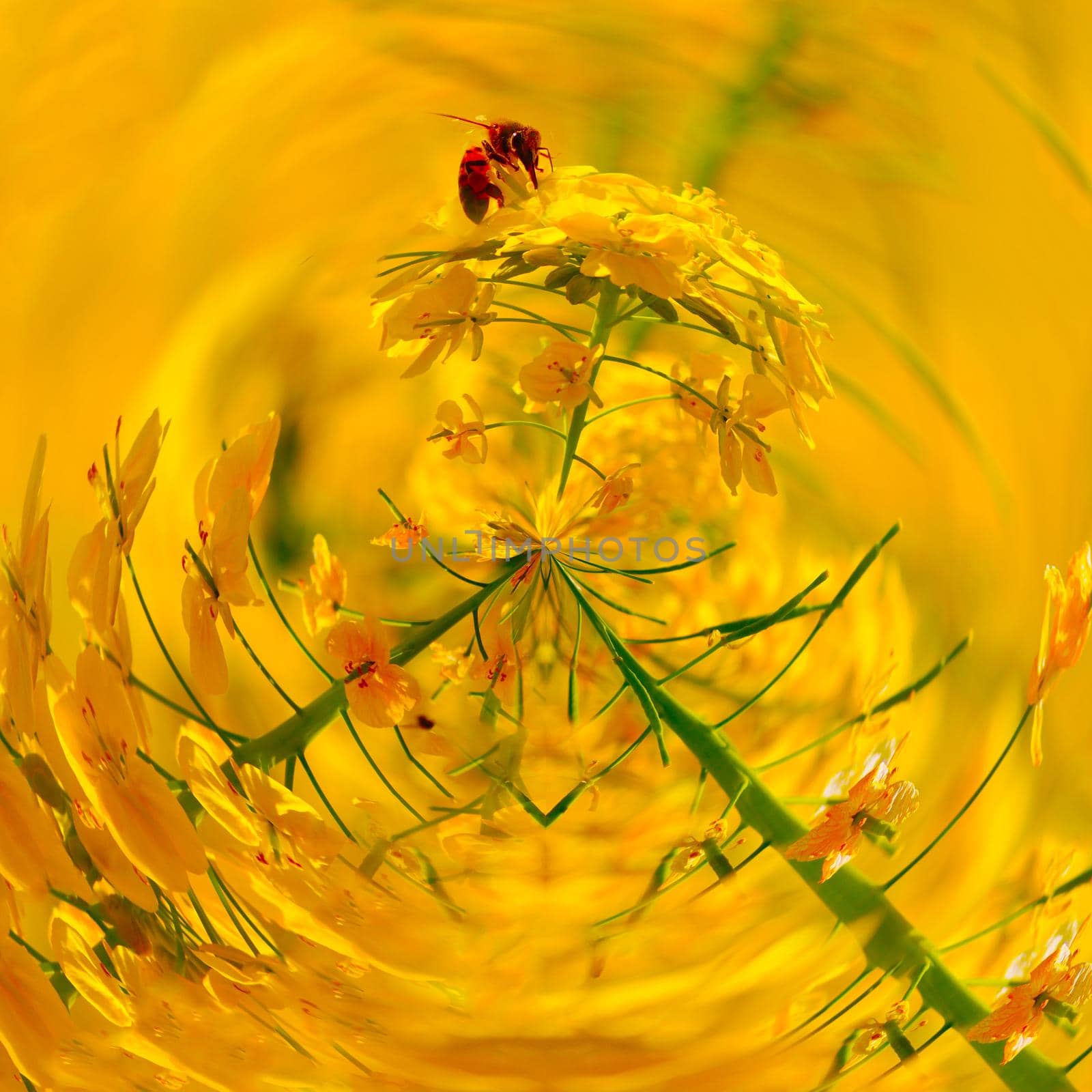 Little Planet. Shooting Location: Tokyo metropolitan area