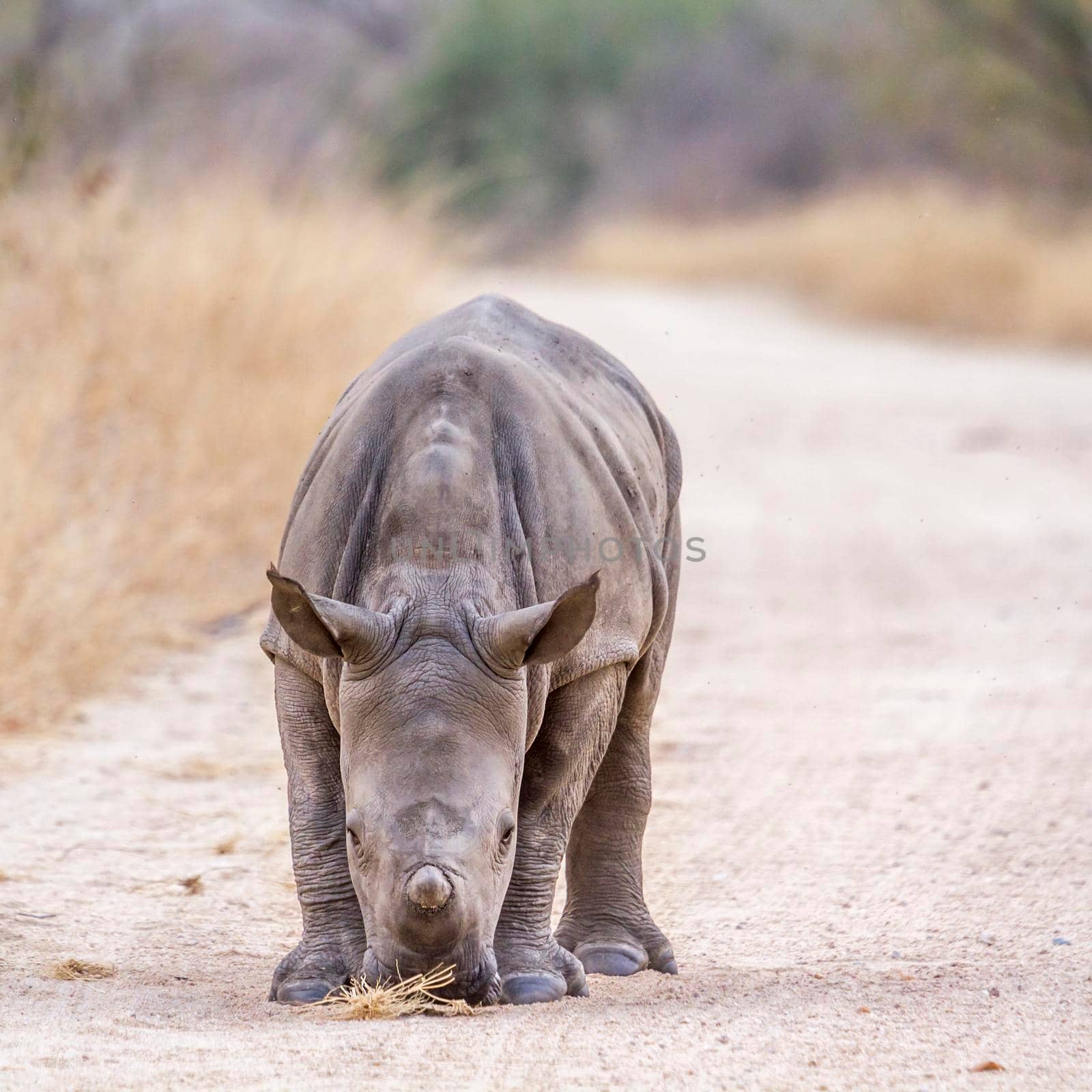 Southern white rhinoceros in Kruger National park, South Africa by PACOCOMO