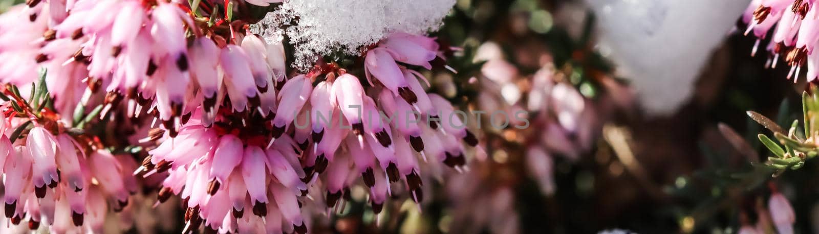 Blooming pink Erica carnea flowers (Winter Heath) and snow in the garden in early spring. Floral background, botanical concept