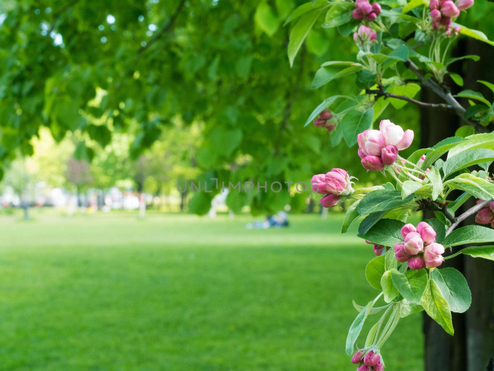 Branch of Apple blossoms on a background of a Park background with place for text.