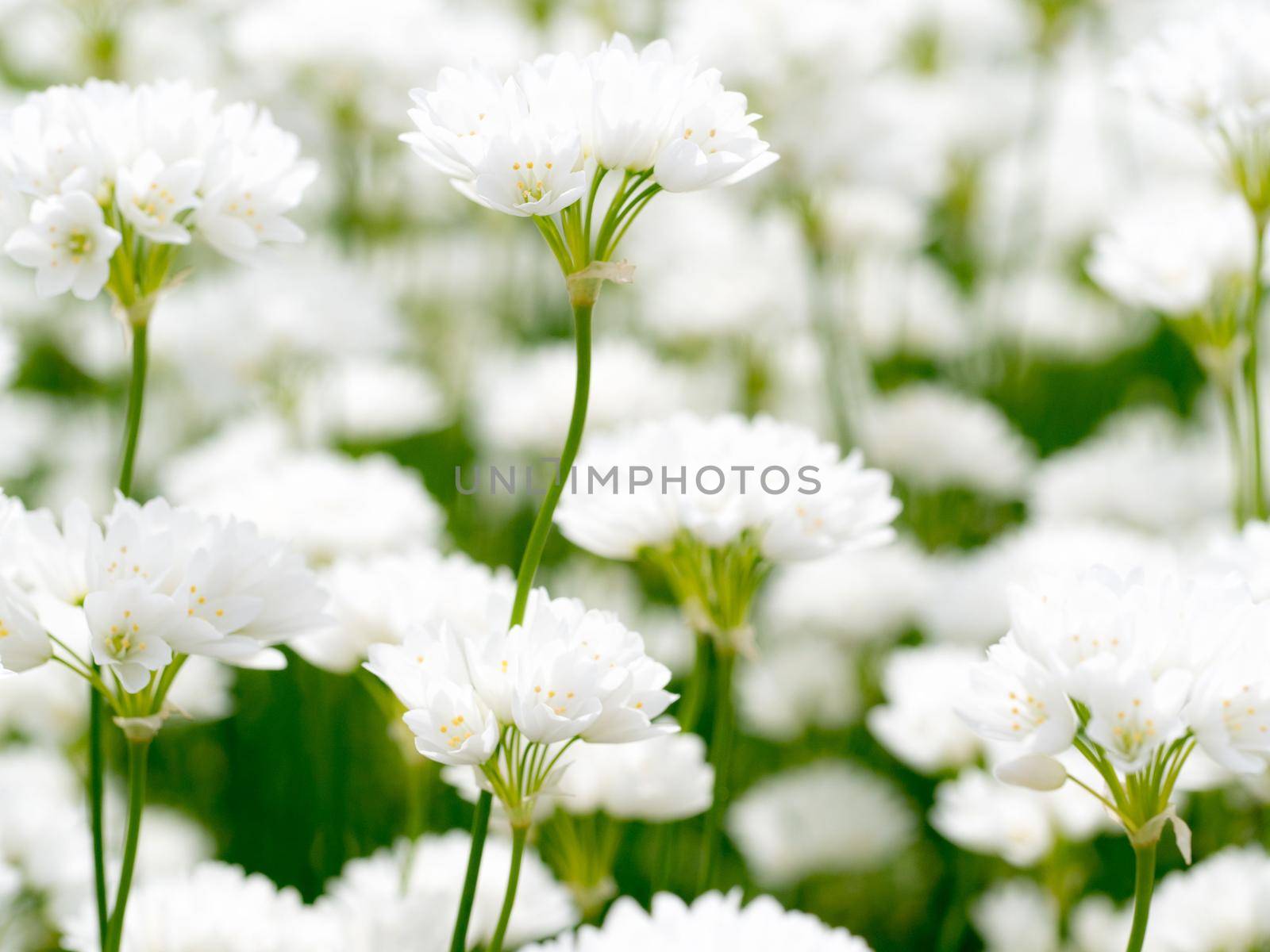 White flowers of Allium zebdanense.