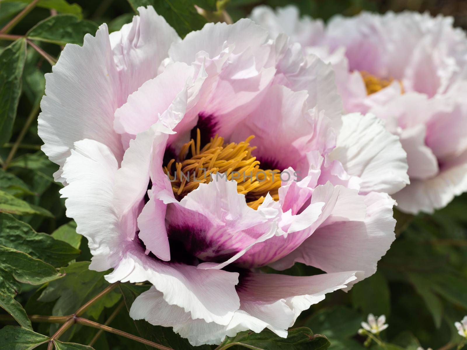 Paeonia suffruticosa, close-up flower peony on a Sunny day