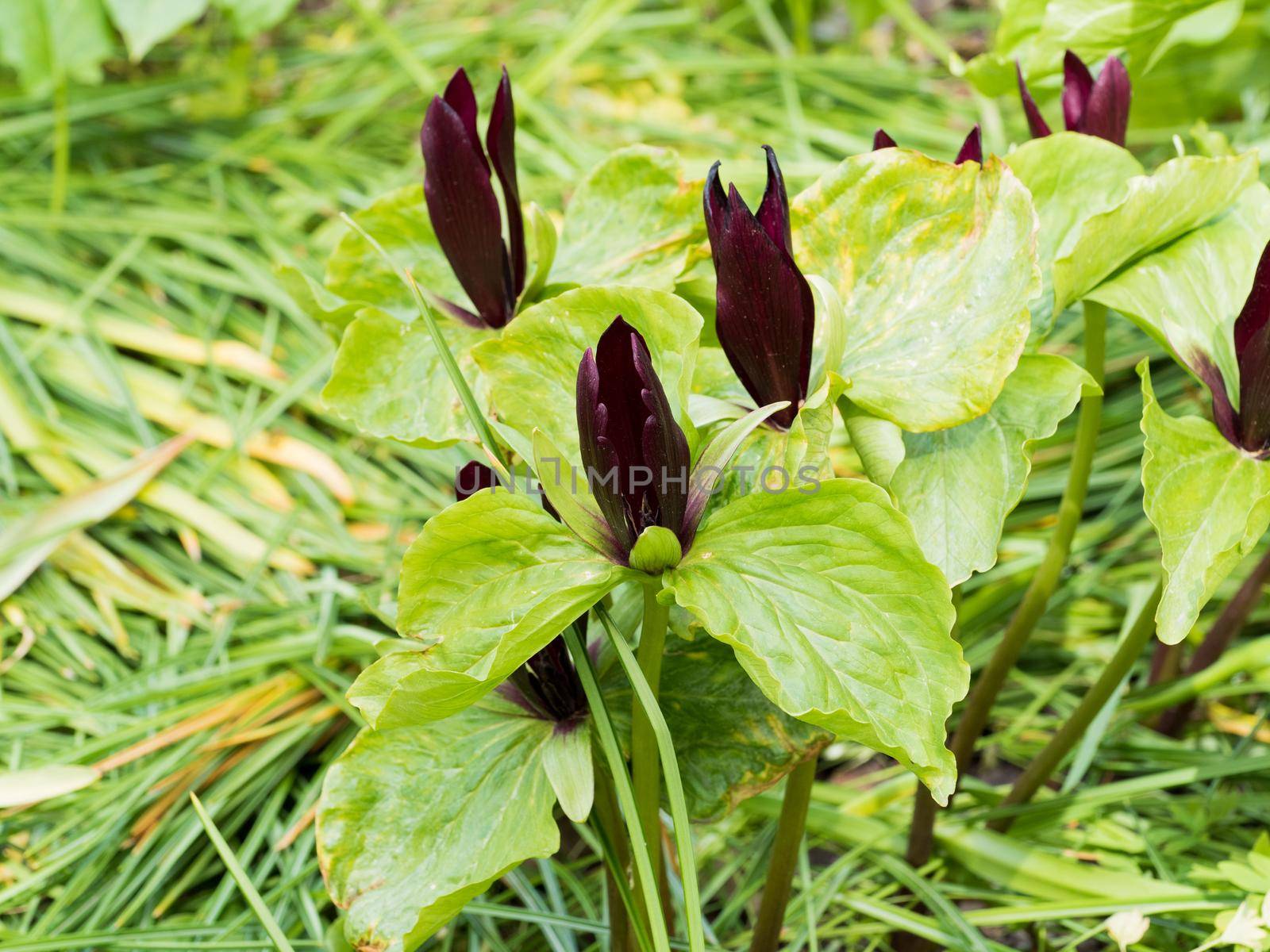 crimson red flowers of Trillium sessile