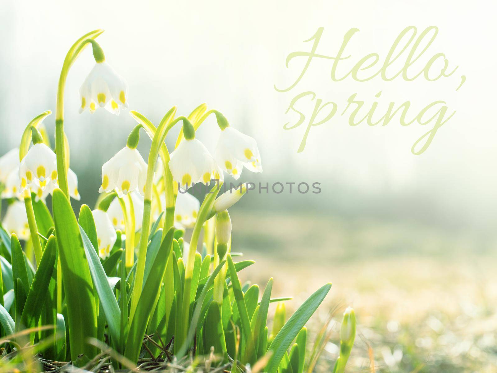 Hello Spring concept. Snowdrops, first spring flowers in meadow, symbol of nature awakening in sunlight. Light toning by NataBene