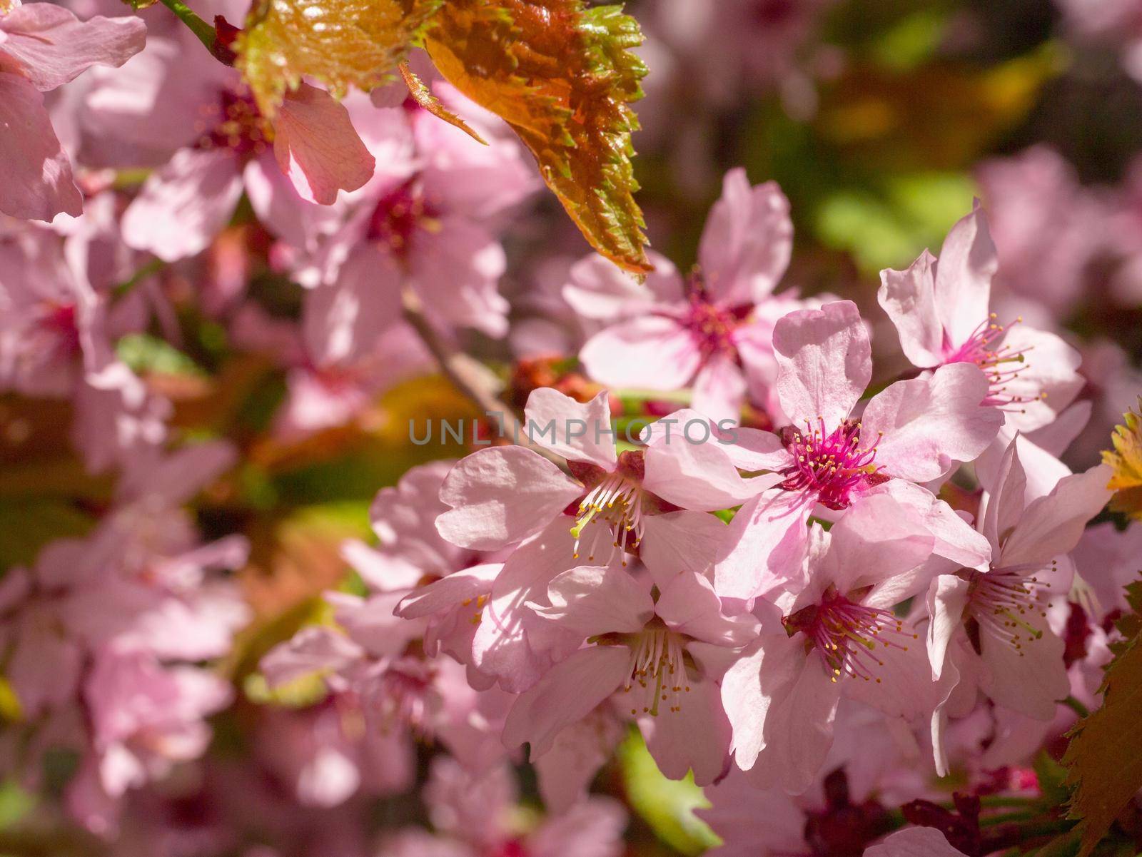 Branch with blossoms Sakura. Abundant flowering bushes with pink buds cherry blossoms in the spring. Prunus sargentii