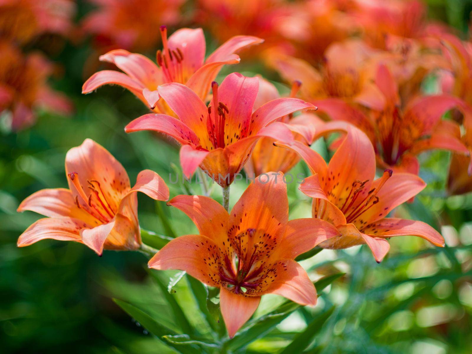 Close-up of orange bud of Lily flower. Lilium pensylvanicum