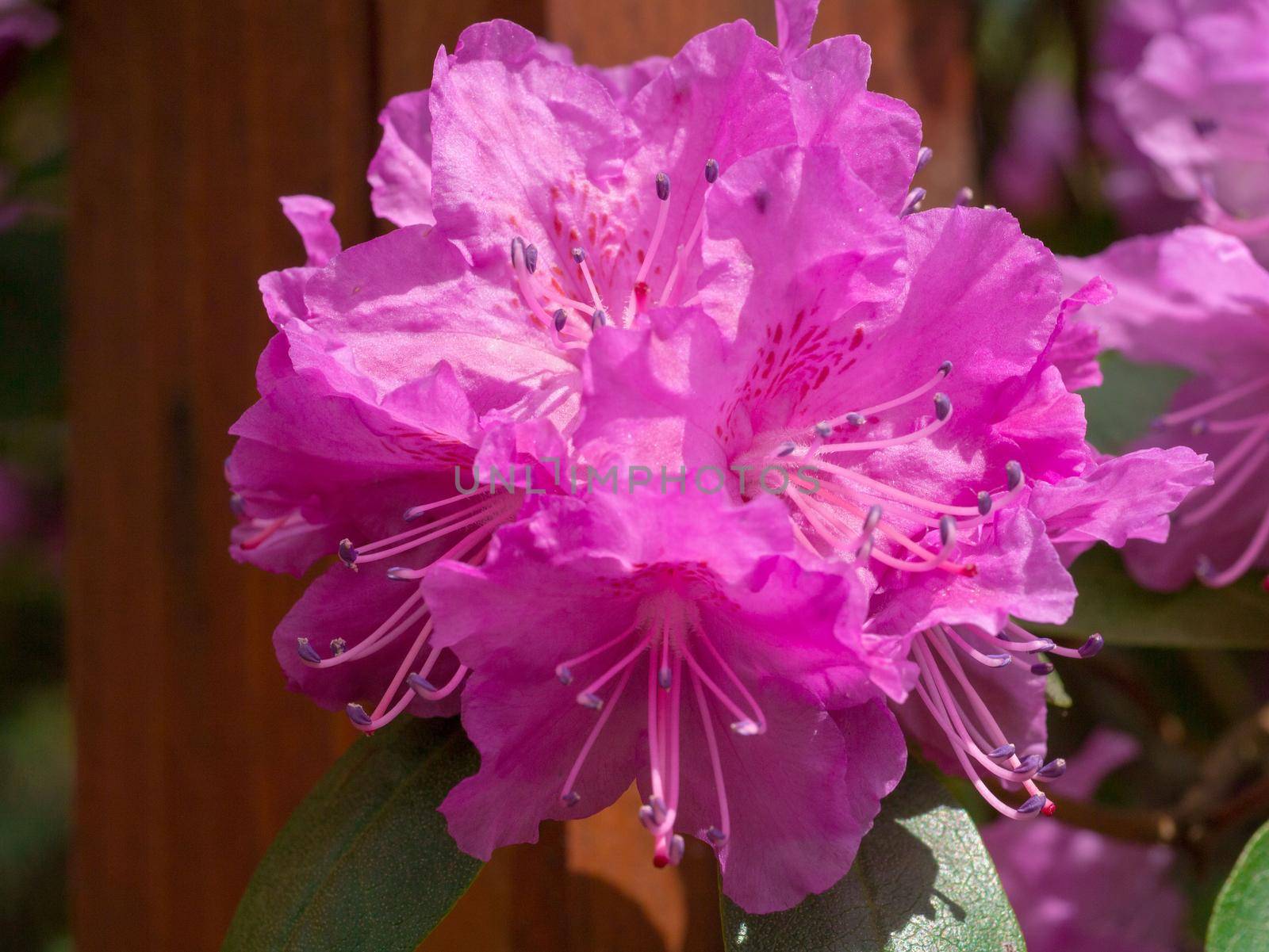 Large blossoms of rhododendron in the background of a wooden fence in sunlight