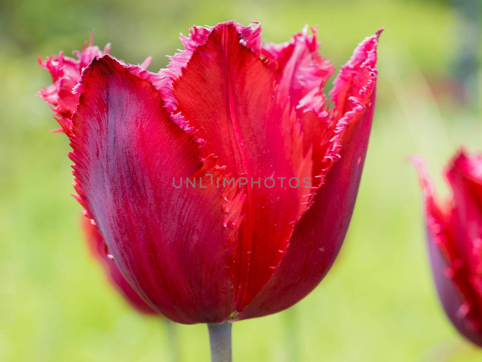 Close-up of red bud of tulip