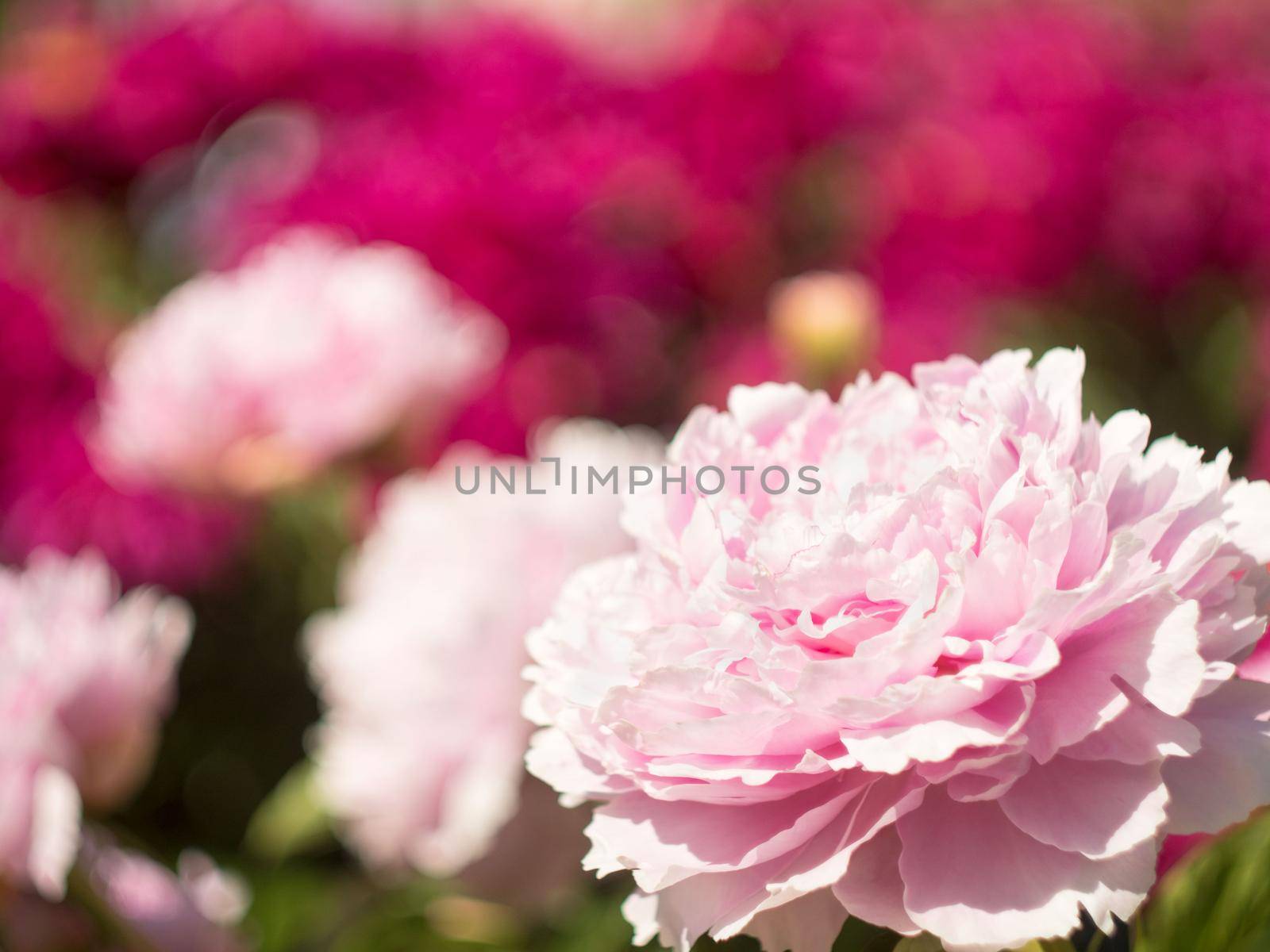 Floral background with pink flower of Piony with place for text. Backdrop with bokeh effect and sunlight