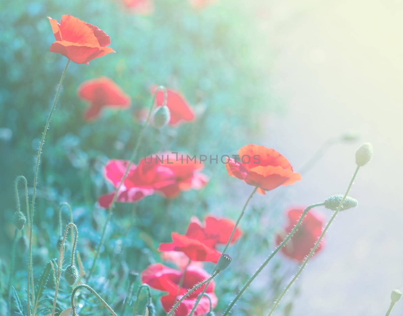large beautiful red poppy buds on green background of grass and plants, toned image.