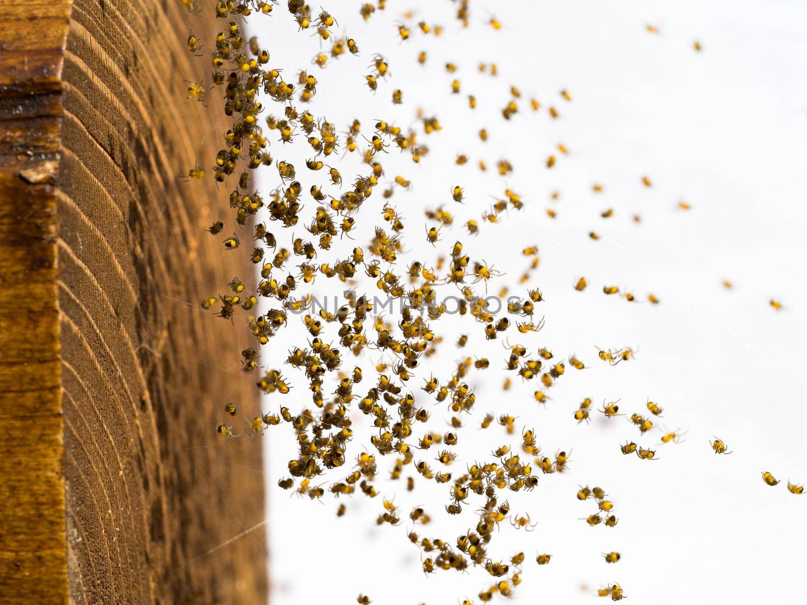 Many little spiderlings by NataBene