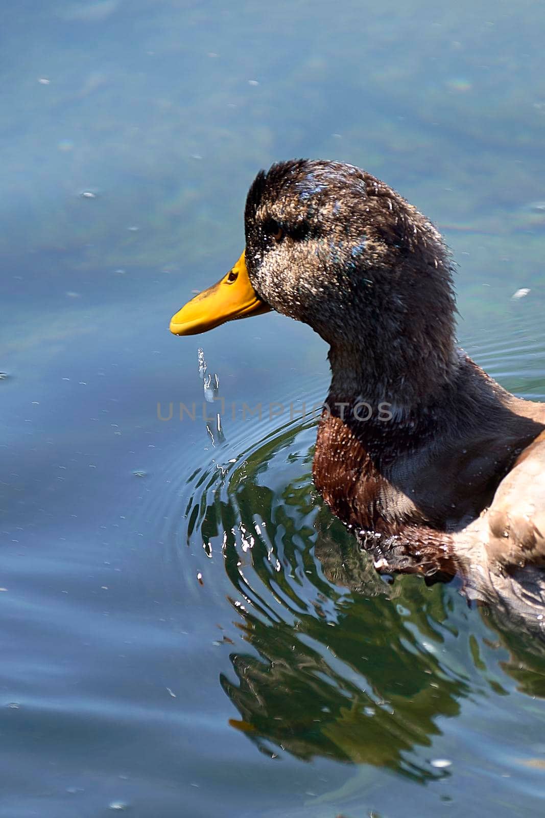 Duck swimming in a lake, splashing water. Macro photography, close-up of the face, vertical detail.