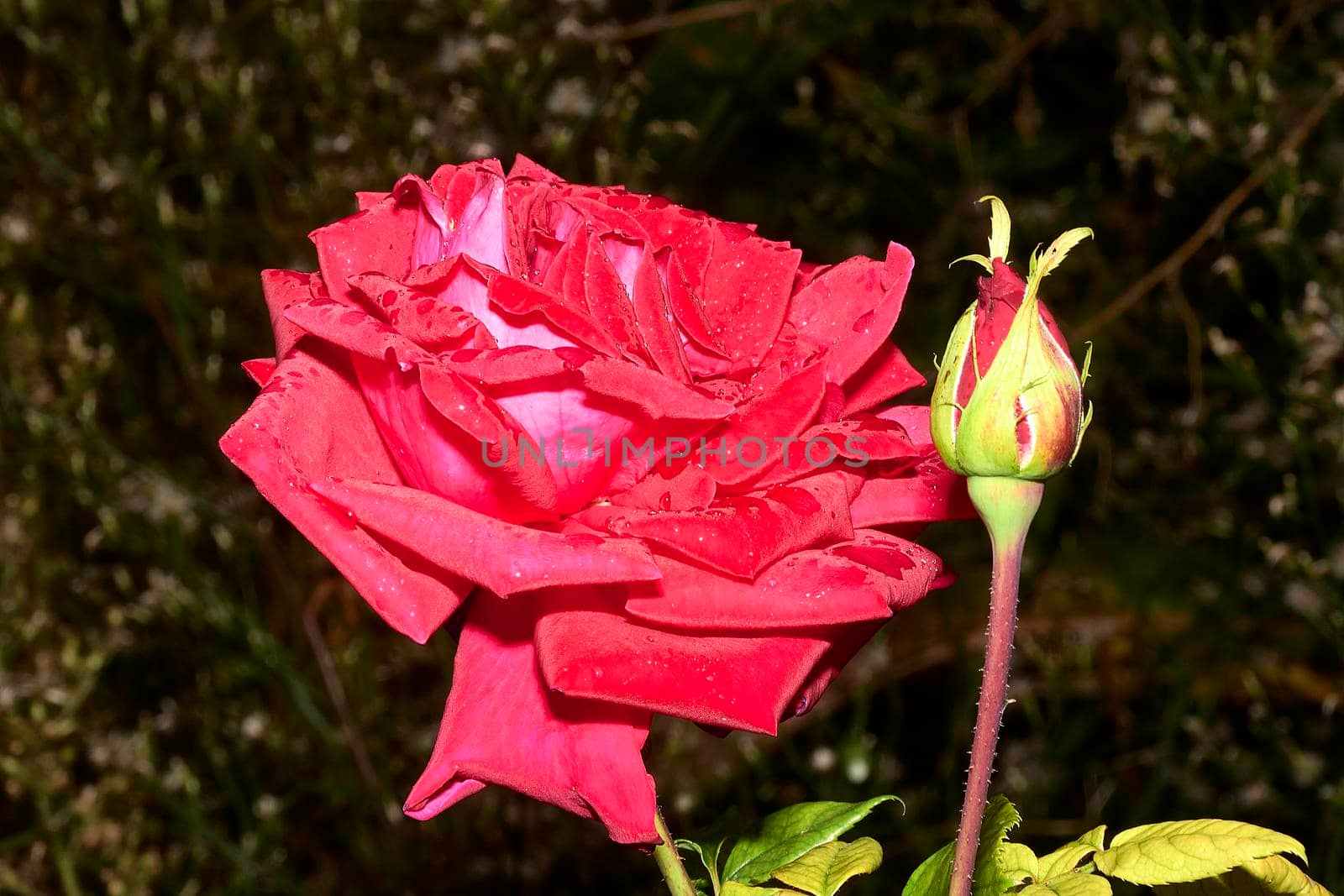 Large red rose with raindrops, together with a flower bud. Out of focus background, front view, macro and detail photography.