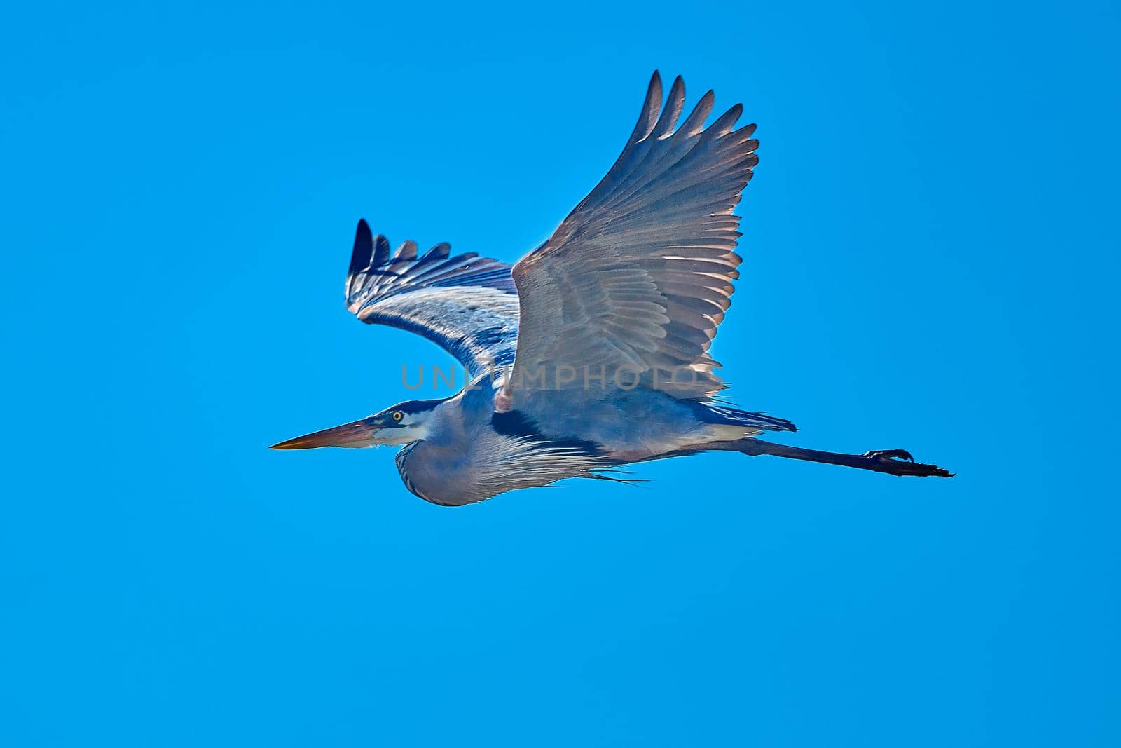 Great Blue Heron flying against a blue sky at Skidaway Island State Park, GA. by patrickstock