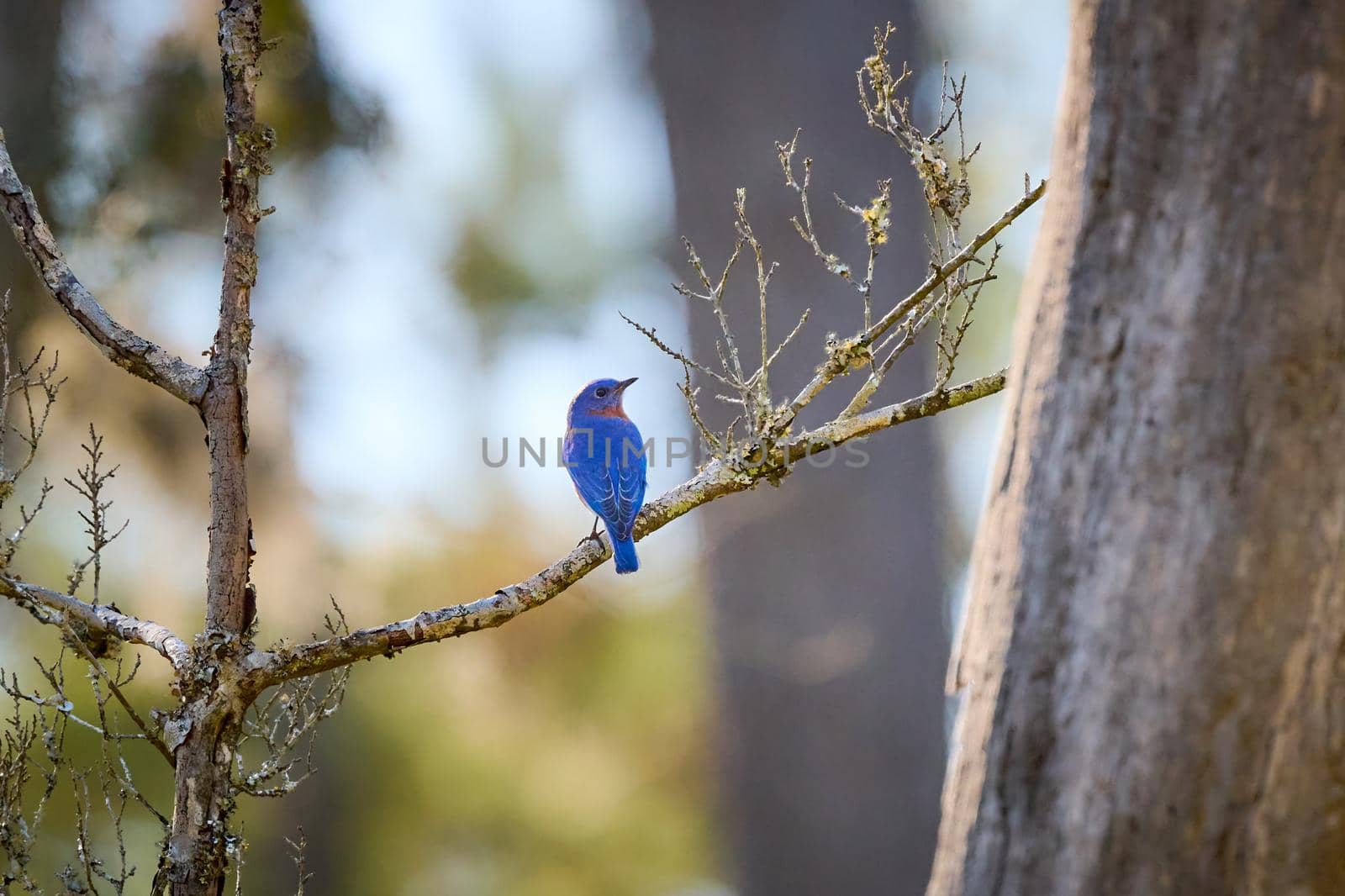 Male Eastern Bluebird perched on a branch at Skidaway Island State Park, GA