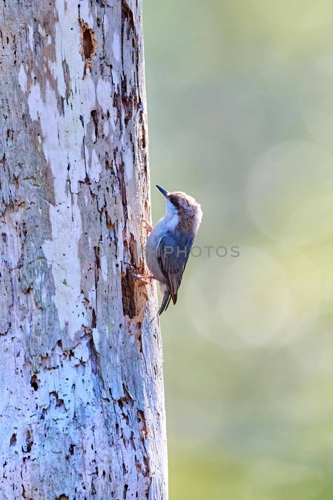 Brown-headed Nuthatch escavating a nesting cavity at Skidaway Island State Park, GA.