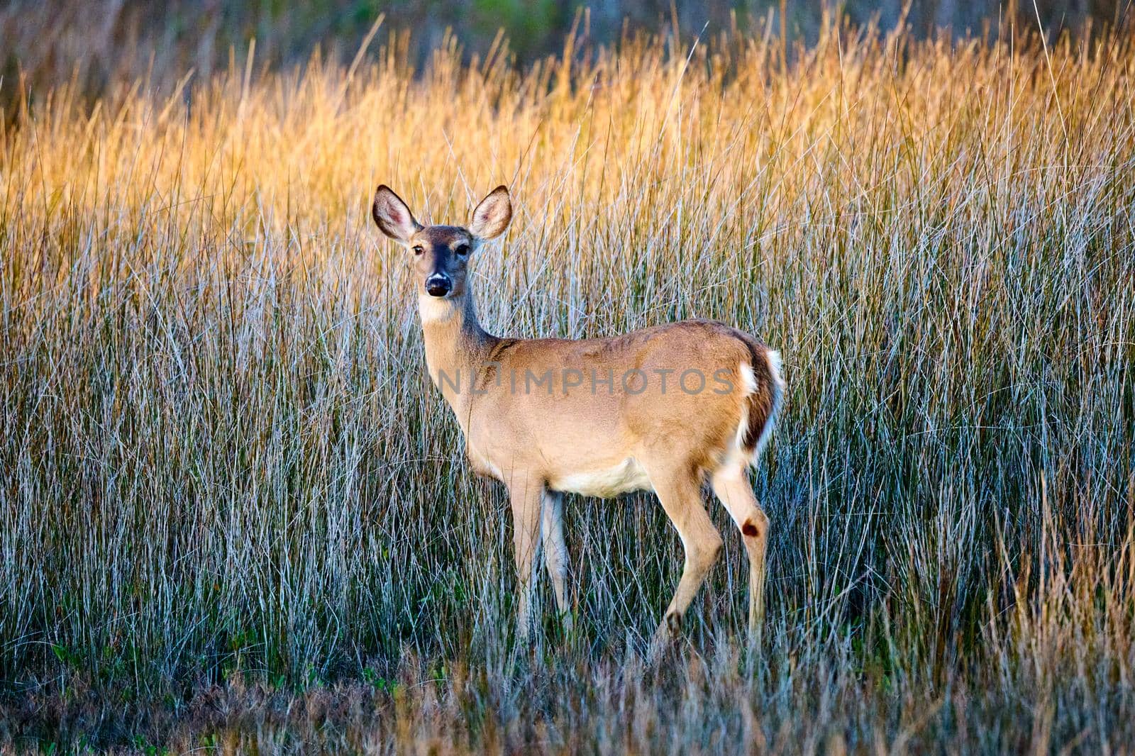 Deer in the tall marsh grass at Skidaway Island State Park, GA. by patrickstock
