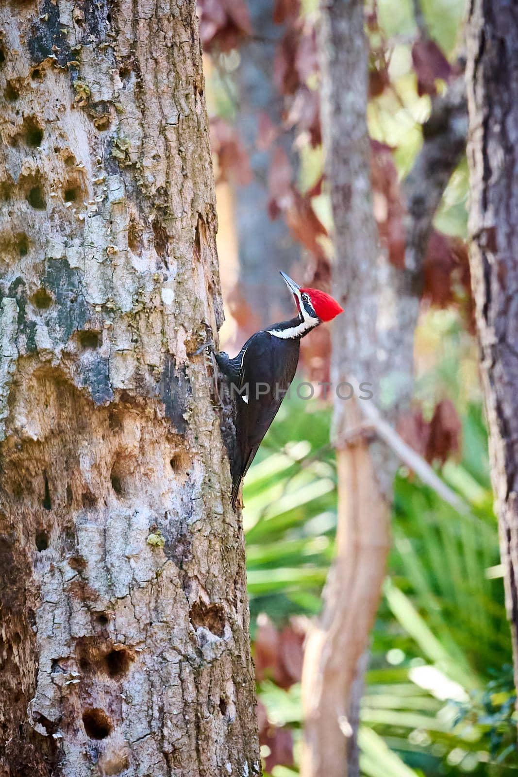 Male Pileated Woodpecker searching for insects at Skidaway Island State Park, GA. by patrickstock