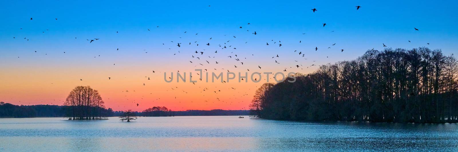 Flock of Anhingas leaving their roost in the early morining at Lake Talquin State Park near Tallahassee, FL. by patrickstock