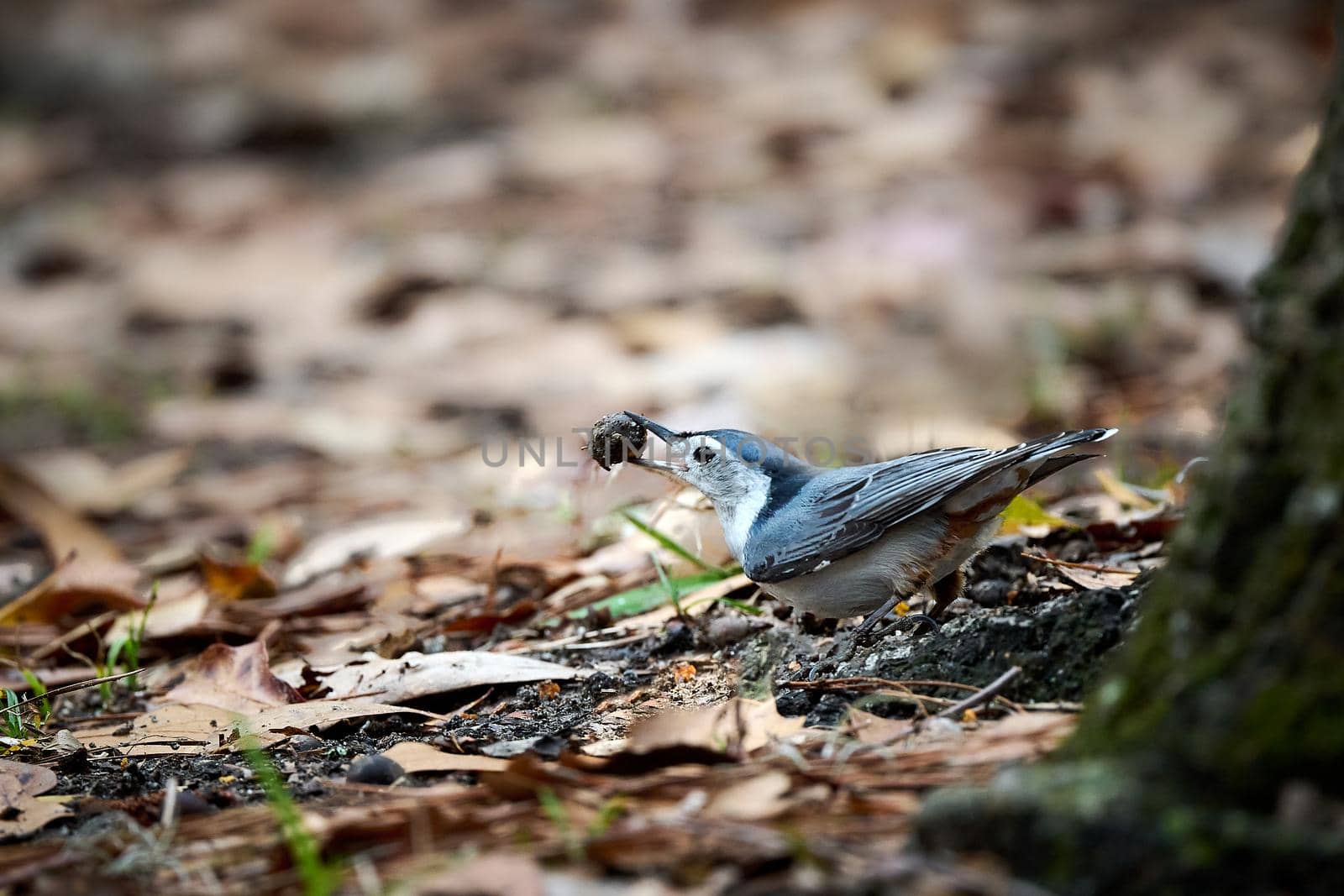 White-breasted Nuthatch with a acorn at Skidaway Island State Park, GA. by patrickstock