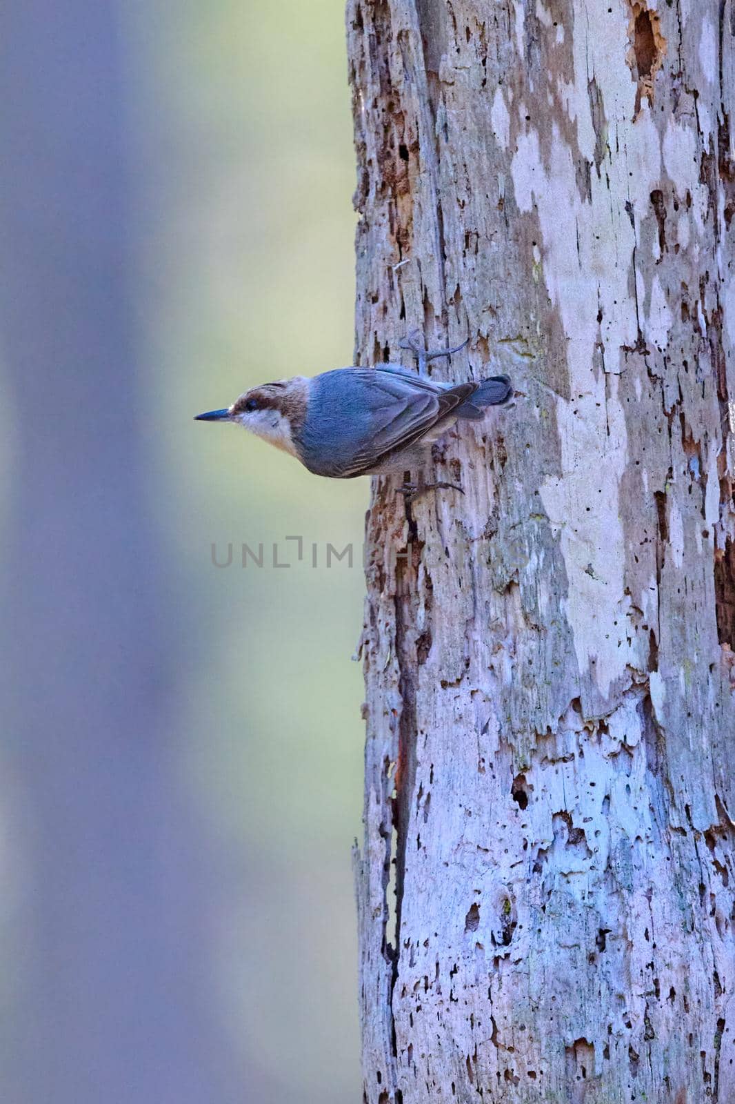 Brown-headed Nuthatch looking for insects at Skidaway Island State Park, GA. by patrickstock