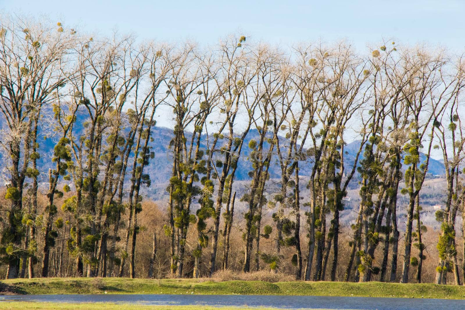 Trees and lake landscape and view in Georgia, spring landscape