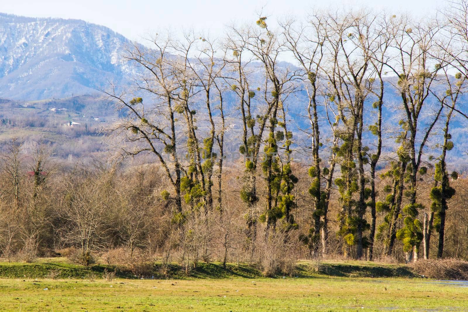 Trees and lake landscape and view in Georgia, spring landscape