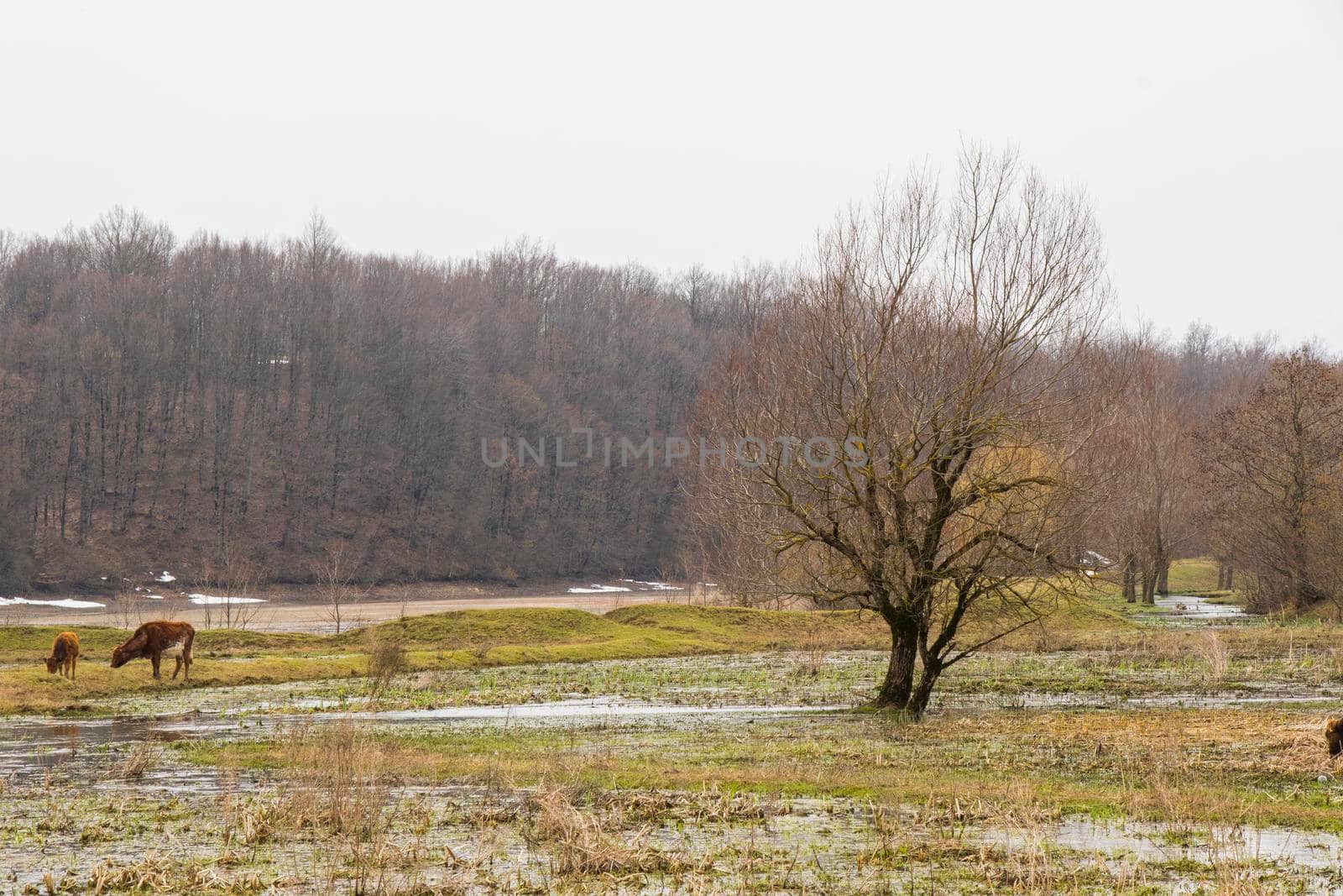 Trees and lake landscape and view in Georgia by Taidundua