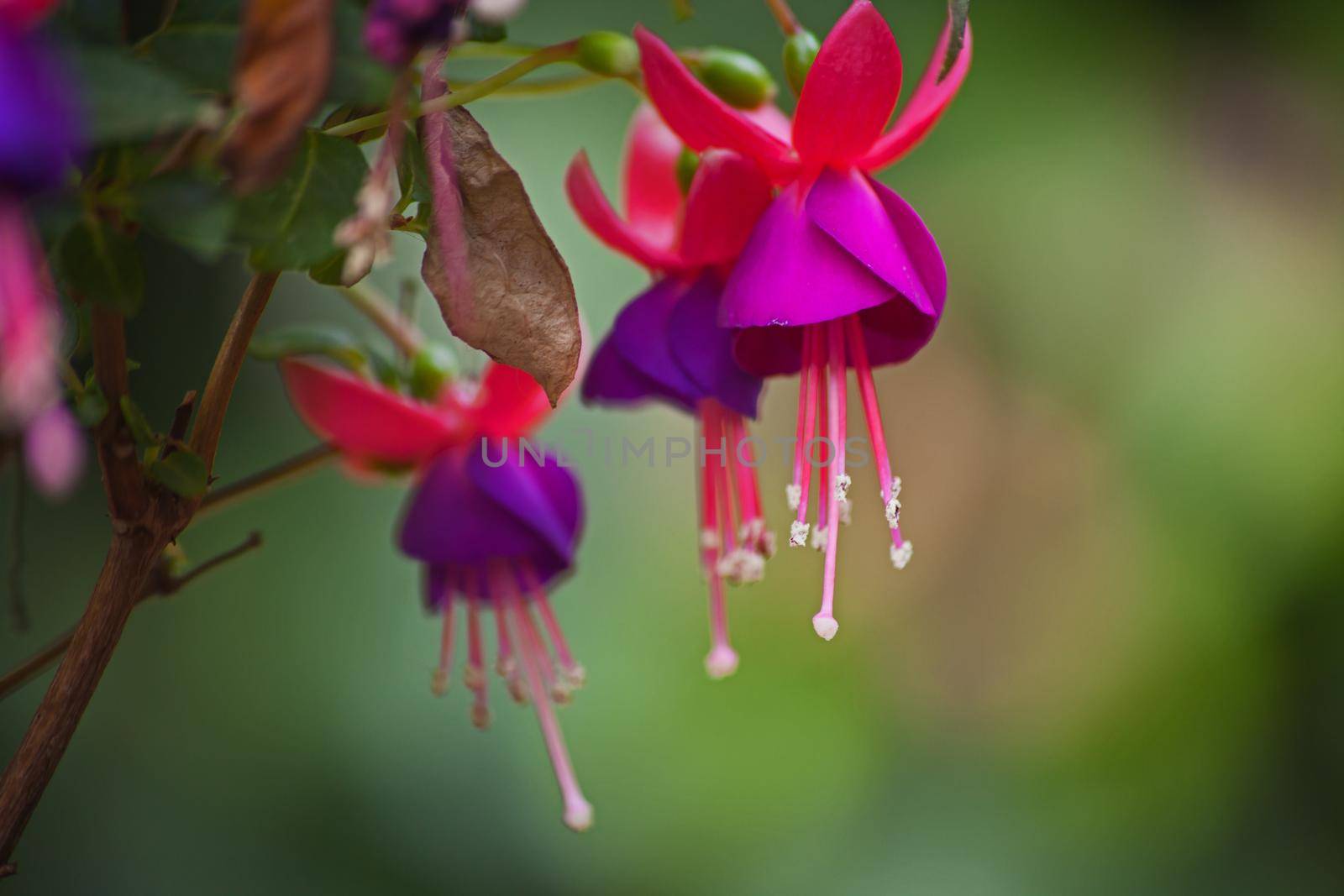 A macro image of the flowers of the Fuchsia plant