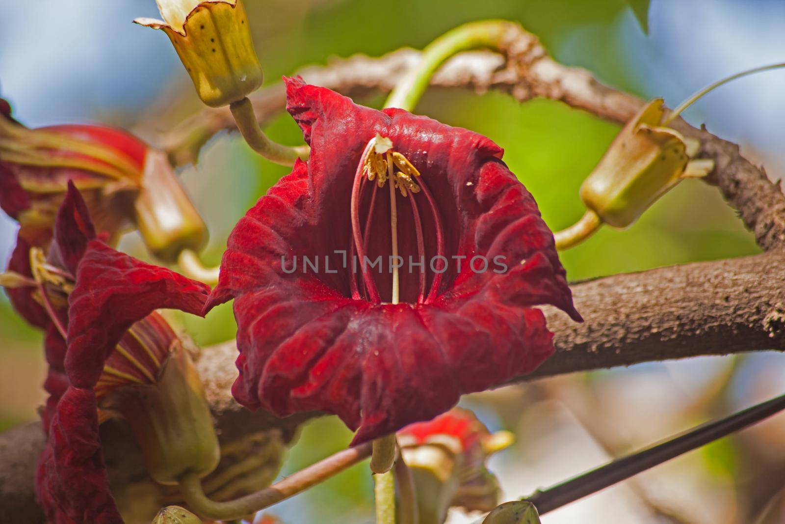 The blood-red flower of the Sausage Tree (Kigelia africana). The trees are endemic to Africa and occur naturally in most of  Sub-Sahara Africa.