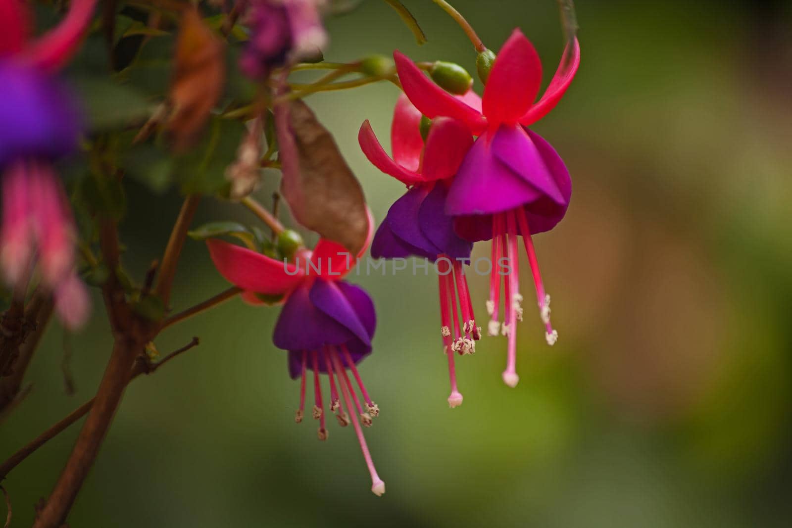 A macro image of the flowers of the Fuchsia plant