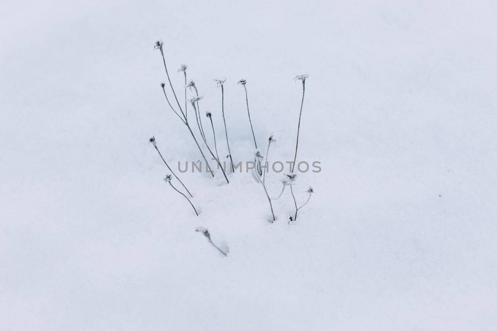 winter snowy field. Seasonal cold nature background. Winter landscape details. Wild plants frozen and covered with snow and ice in meadow.