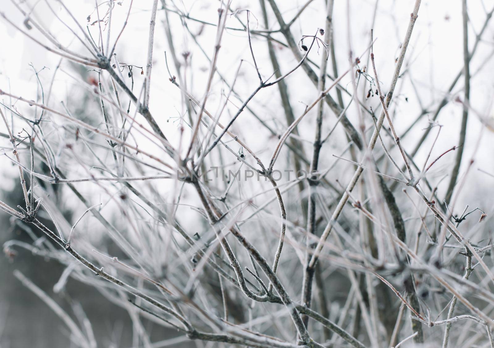 winter branches in the snow close-up.